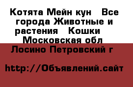 Котята Мейн кун - Все города Животные и растения » Кошки   . Московская обл.,Лосино-Петровский г.